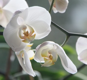 Fiori a Roma: come prendersi cura delle orchidee?