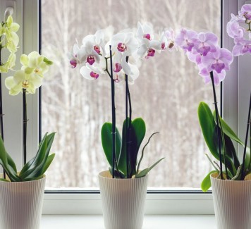 Orchidee, simbolo di grazia e femminilità