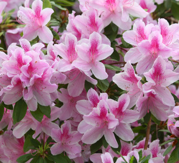 Azalea: bellissima pianta da vaso o da giardino