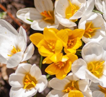 4 fiori primaverili che fanno la loro comparsa ad aprile