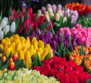 Regalare tulipani: cosa significa regalare questi fiori?