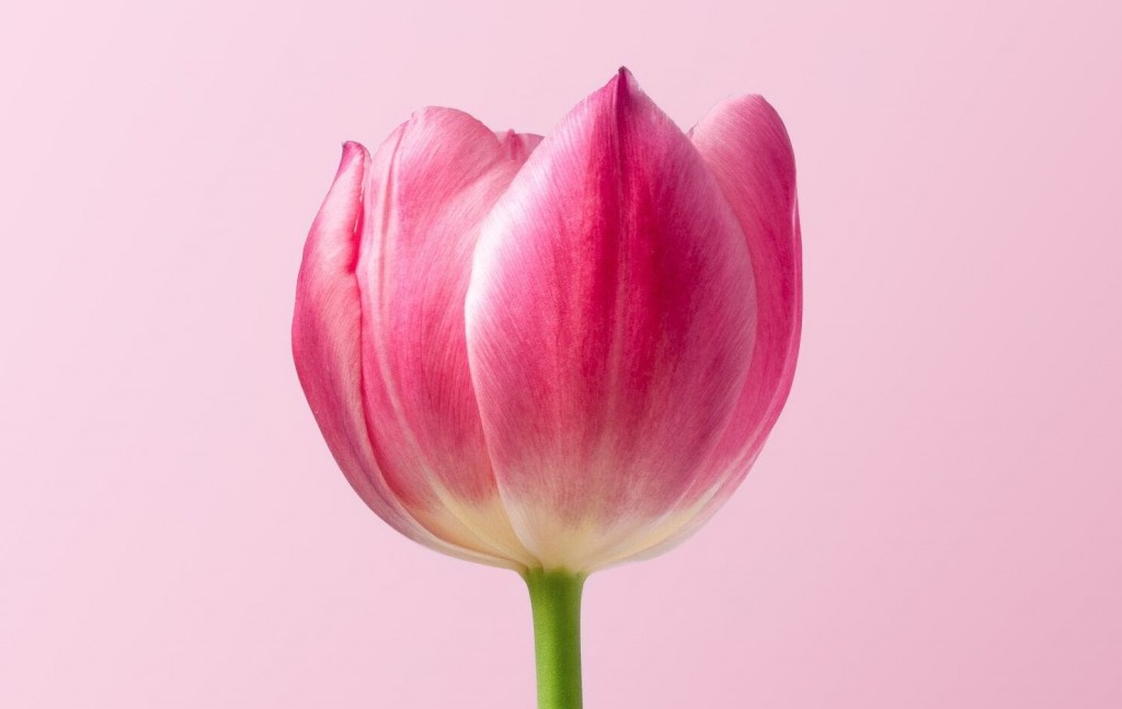 quanto costa un tulipano