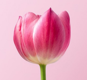 Quanto costano i tulipani?