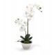 Orchidea bianca due rami in vaso 