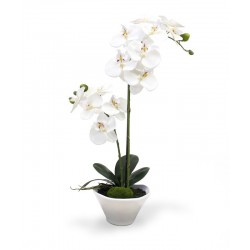 Orchidée deux branches dans un vase 