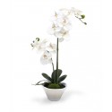 Orchid two branches in vase 