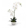Orchidea bianca due rami in vaso 