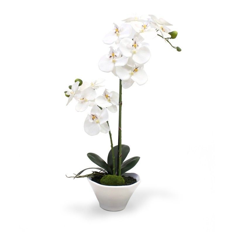 Las orquídeas Phalaenopsis