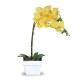 Orchidea due rami in vaso 