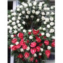 Gran corona fúnebre de rosas blancas y anthurium rojo