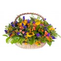 Grand panier de Tournesols, iris, roses, orange et fruits rouges