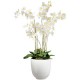 Orchidea bianca