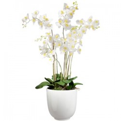Orchidea bianca