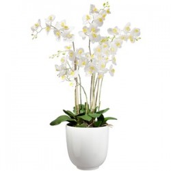 White orchid trei ramuri in vaza 