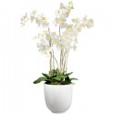 Orquídea blanca de tres ramas en el florero 