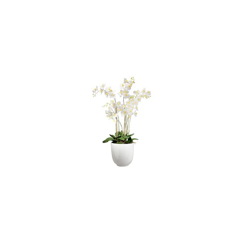 Orchidea bianca