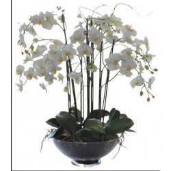 Orquídea blanca en un florero de vidrio con 6 o más sucursales