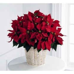 Estrella de navidad