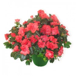 Pianta di azalea dai toni rosa fuxia 