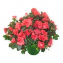 Pianta di azalea dai toni rosa fuxia 