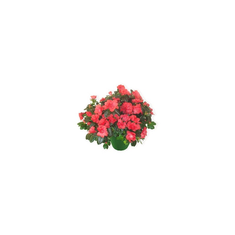 Pianta di azalea dai toni rosa fuxia 