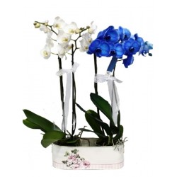 Orchidea phalaenopsis bianca e blu
