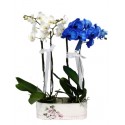 The composition with the orchid phalaenopsis white e blu
