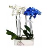  Orchidea phalaenopsis bianca e blu