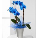 Blue phalaenopsis orchid in pot