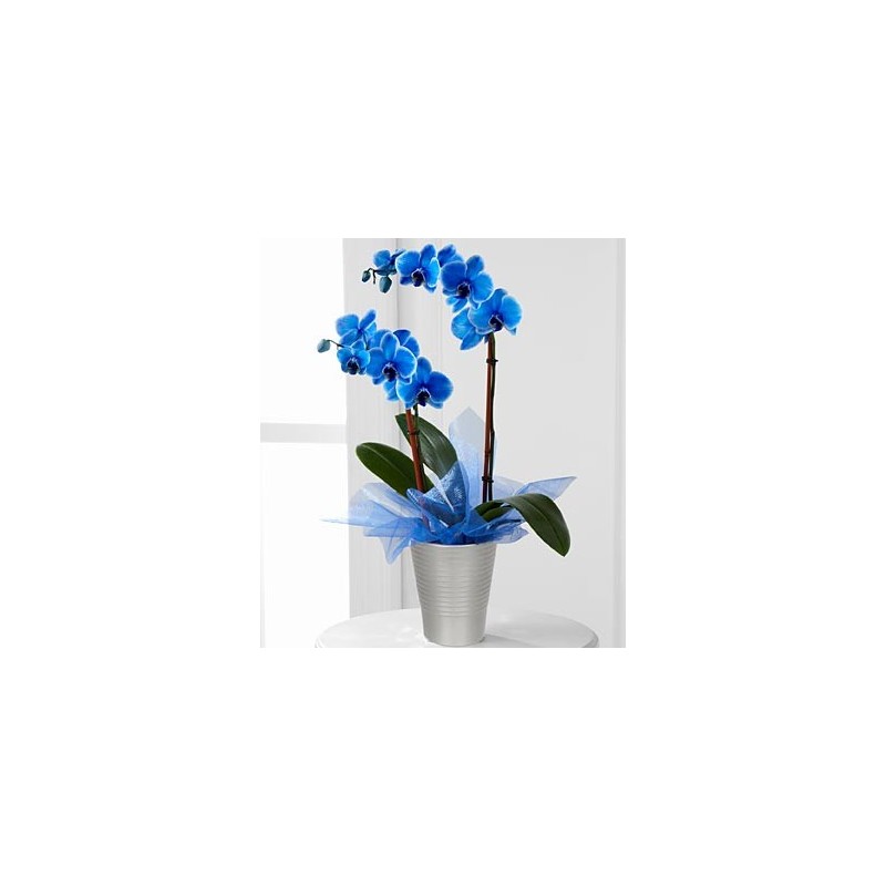  Orchidea phalaenopsis blu in vaso