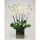 Orchid in glass vase
