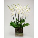 Orchid in glass vase