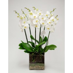White orchid in a glass vase with 6 or more branches