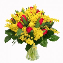  Bouquet of red red tulips and mimosa in green complementary