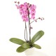 Orquídeas en el florero de doble rama de rosa 