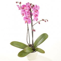 Orchidea in vaso doppio ramo colore rosa 