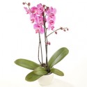Orchid in vase double branch pink 