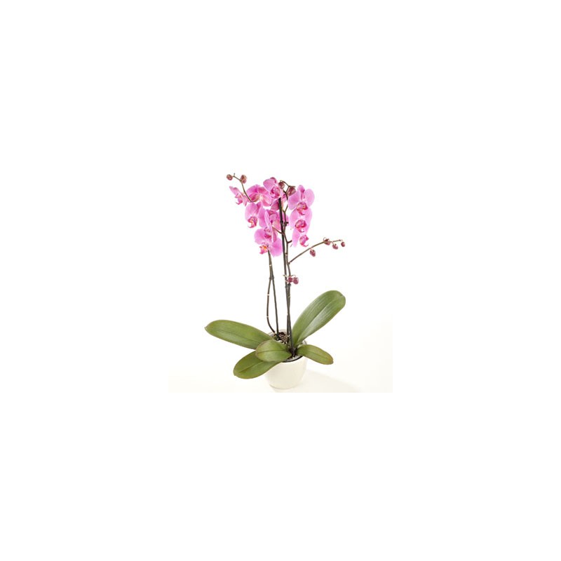 Las orquídeas Phalaenopsis