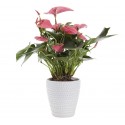 Plante anthurium rouge dans le panier