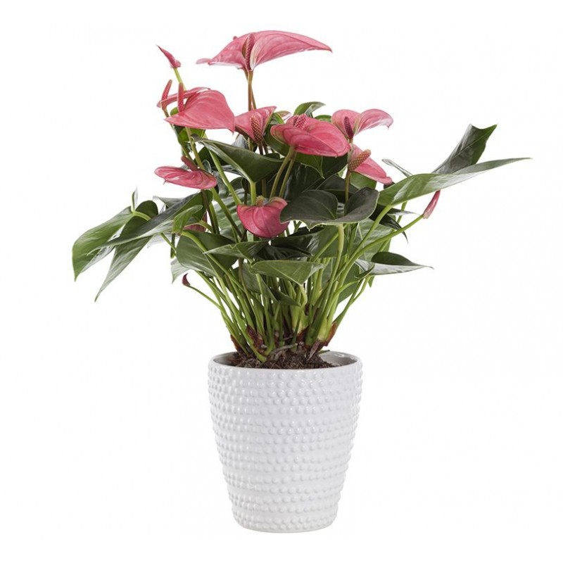 Plante anthurium rouge dans le panier