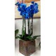 phalaenopsis blu