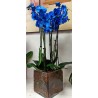 phalaenopsis blu