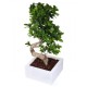 Bonsai ficus ginseng.H 60-75