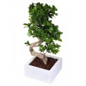 Bonsai ficus ginseng.H 60-75