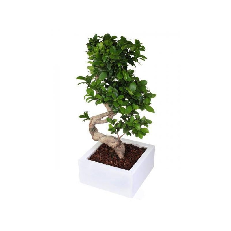 Bonsai ficus ginseng.H 60-75