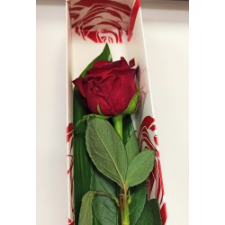 1 Rosa in scatola