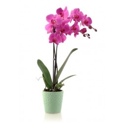 Orchidea dai toni rosa fuxia