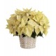 Grand poinsettia dans un panier 