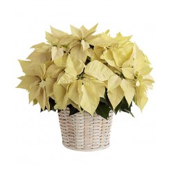 Grand poinsettia dans un panier 