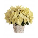 Grand poinsettia dans un panier 